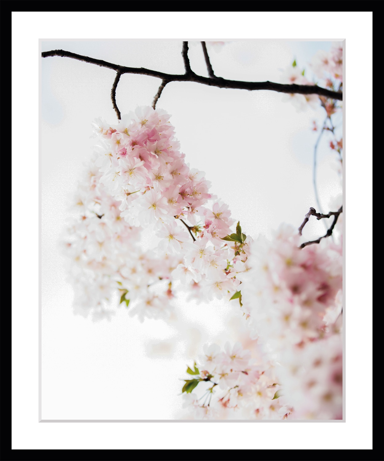 queence Bild »Lilly«, Blumen, Blumen, gerahmt queence Bild »Lilly«, Blumen, Blumen, gerahmt von queence