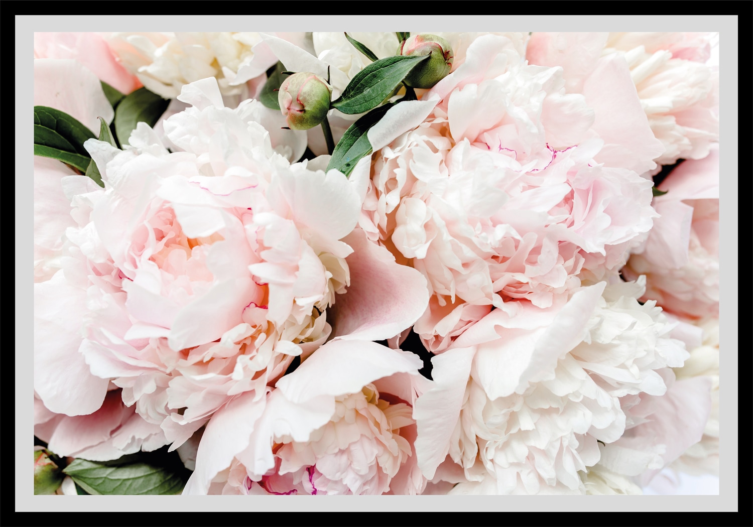 queence Bild »Lotta«, Blumen, gerahmt, Rosen queence Bild »Lotta«, Blumen, gerahmt, Rosen von queence