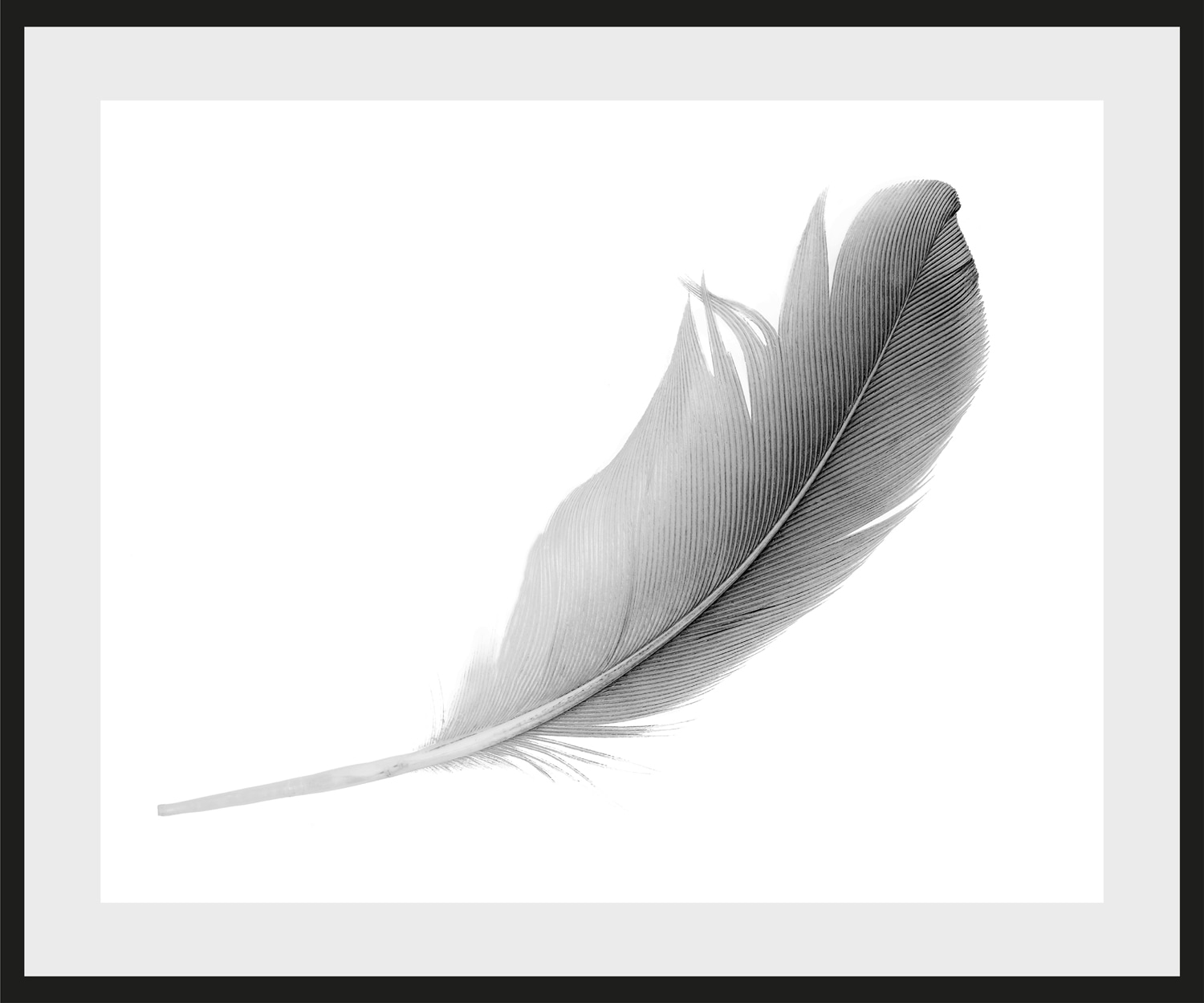 queence Bild »Madita«, Federn-Kunst-Schwarz-Weiss, HD Premium Poster-Druck inkl. Holzrahmen queence Bild »Madita«, Federn-Kunst-Schwarz-Weiss, HD Premium Poster-Druck inkl. Holzrahmen von queence