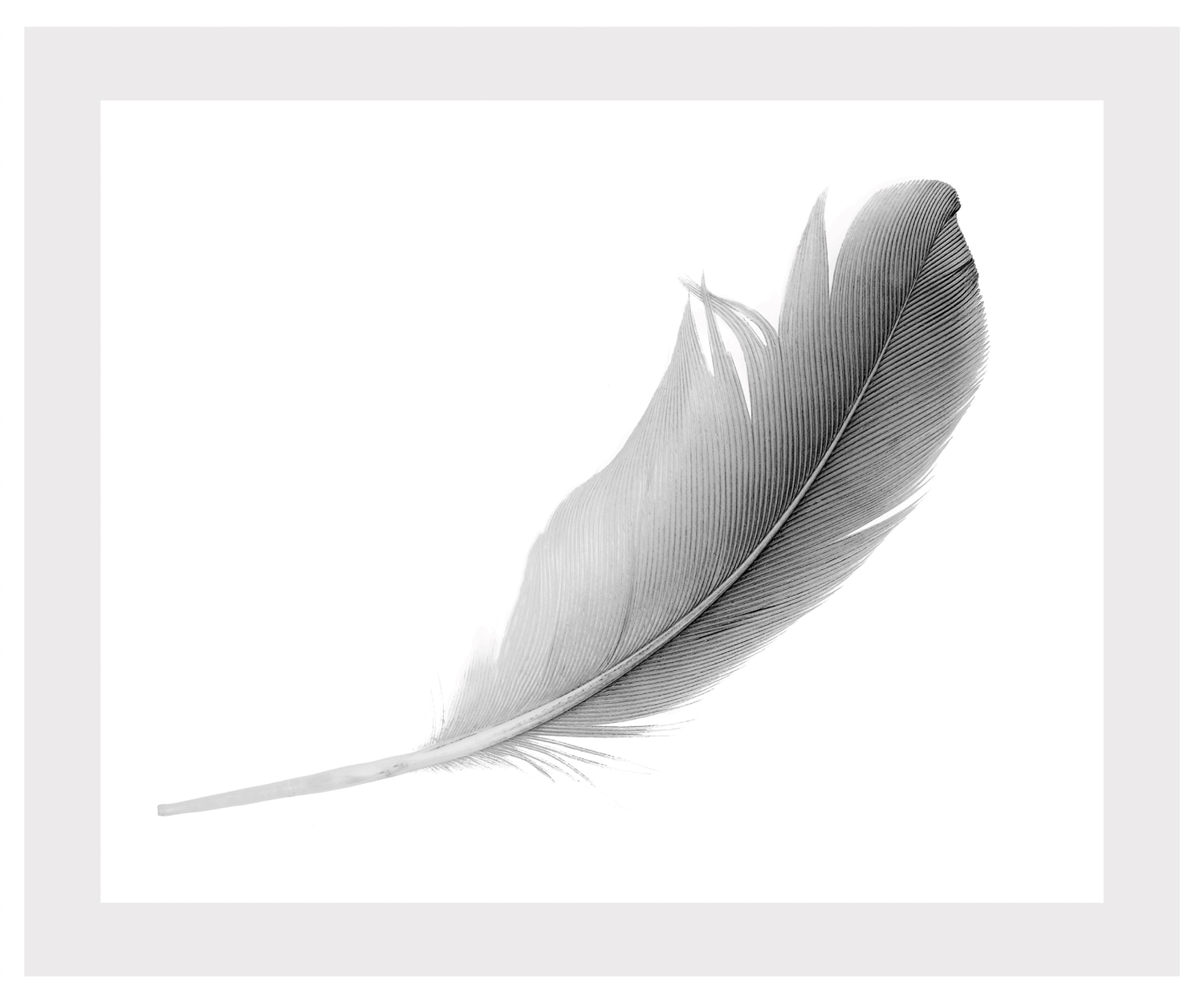 queence Bild »Madita«, Federn-Kunst-Schwarz-Weiss, HD Premium Poster-Druck inkl. Holzrahmen queence Bild »Madita«, Federn-Kunst-Schwarz-Weiss, HD Premium Poster-Druck inkl. Holzrahmen von queence