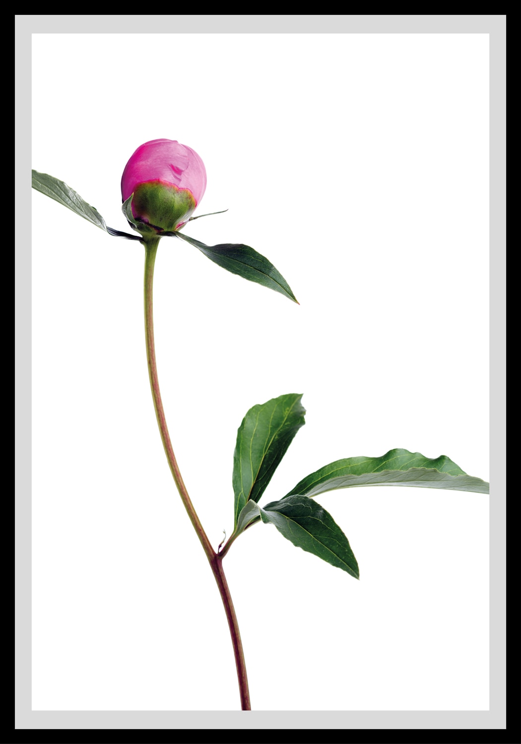 queence Bild »Manuel«, Blumen, gerahmt, Rosen queence Bild »Manuel«, Blumen, gerahmt, Rosen von queence