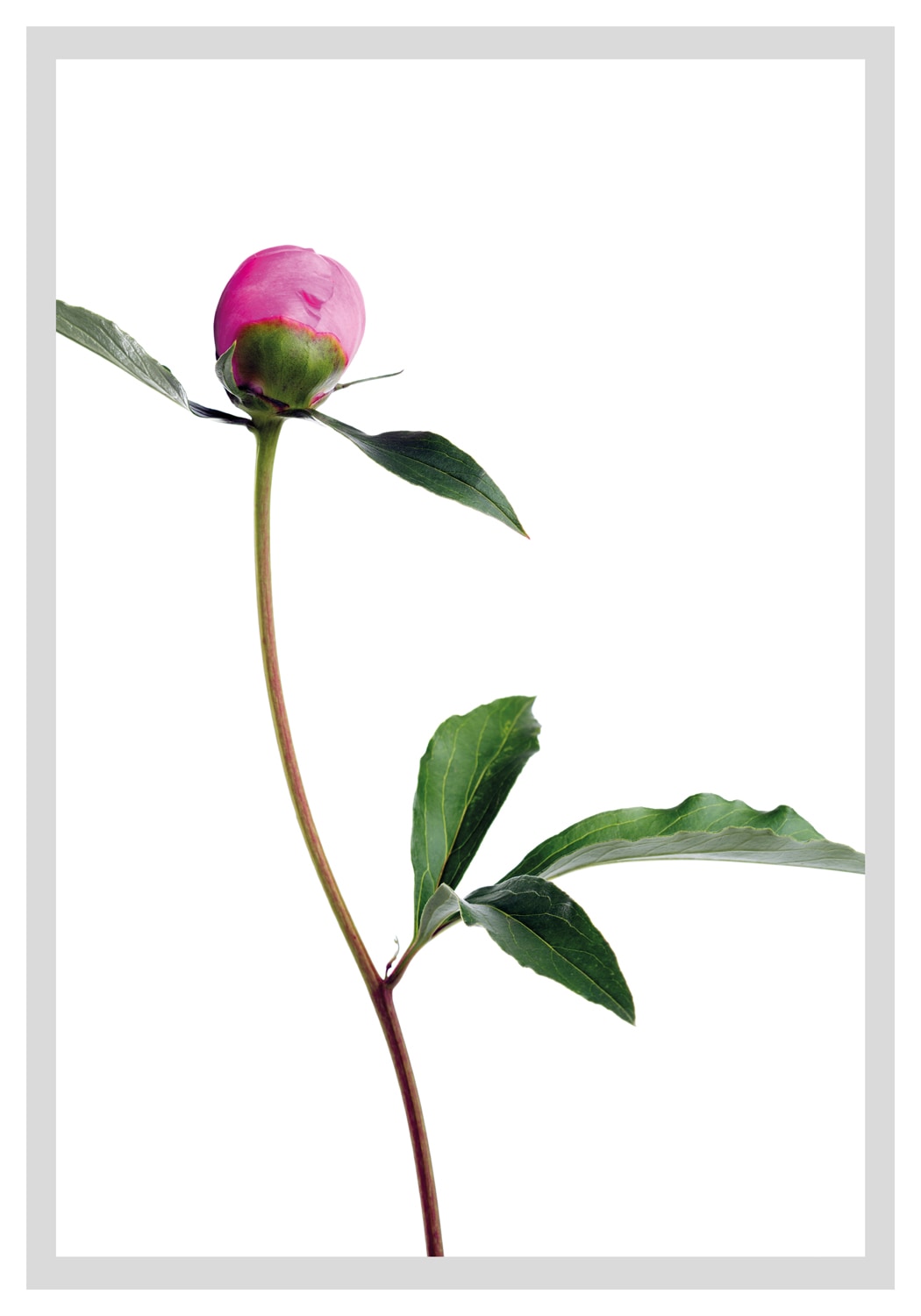 queence Bild »Manuel«, Blumen, gerahmt, Rosen von queence