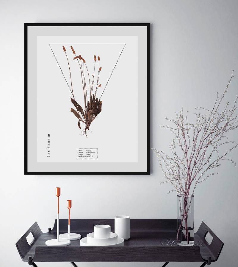 queence Bild »Plantaginaceae«, Pflanzen-Pflanzenbilder-Schriftzug, (1 St.), HD Premium Poster-Druck inkl. Holzrahmen von queence