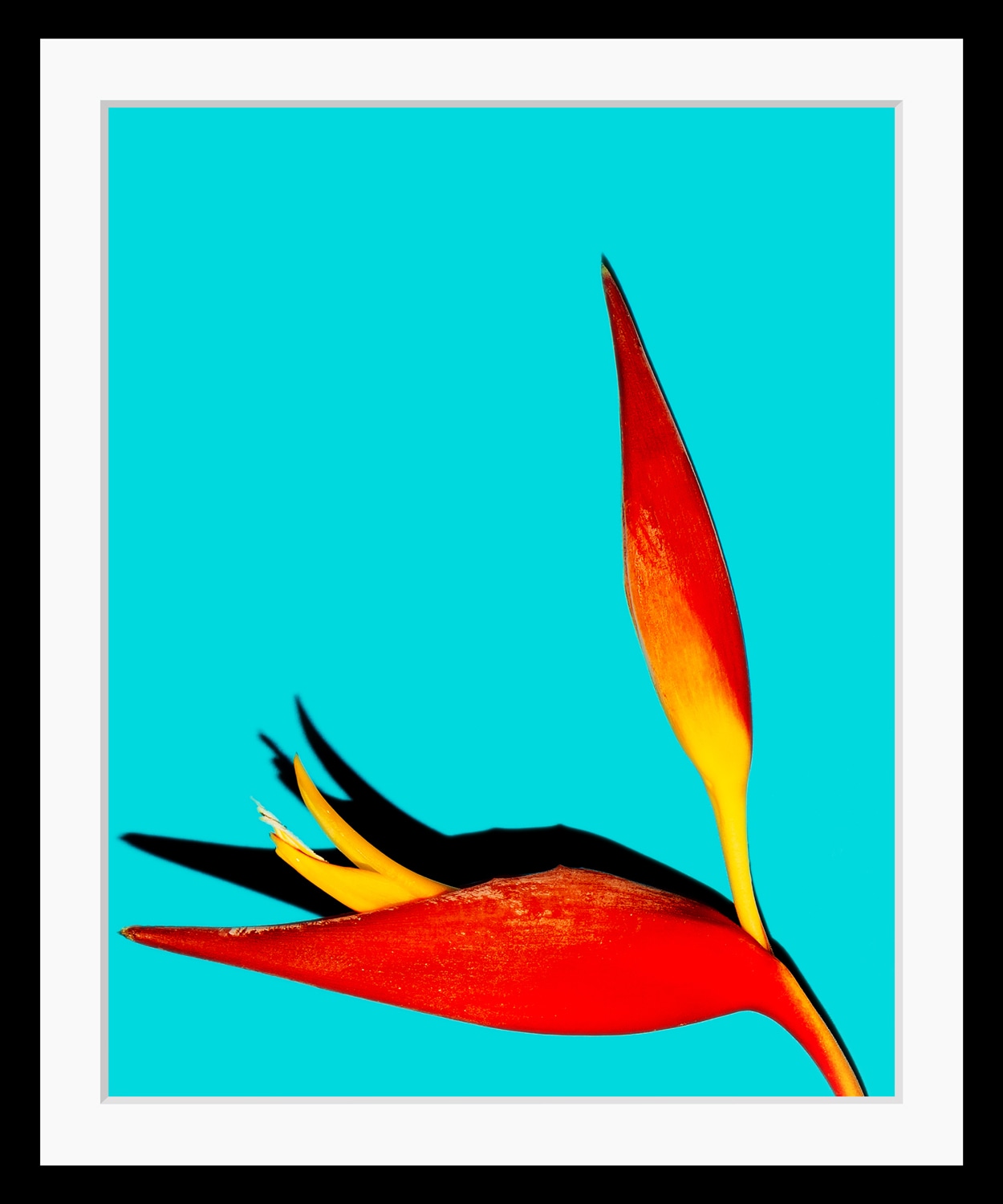 queence Bild »Rebecca«, Pflanzen-Pflanzenbilder-Kunst-Blumen, HD Premium Poster-Druck inkl. Holzrahmen queence Bild »Rebecca«, Pflanzen-Pflanzenbilder-Kunst-Blumen, HD Premium Poster-Druck inkl. Holzrahmen von queence