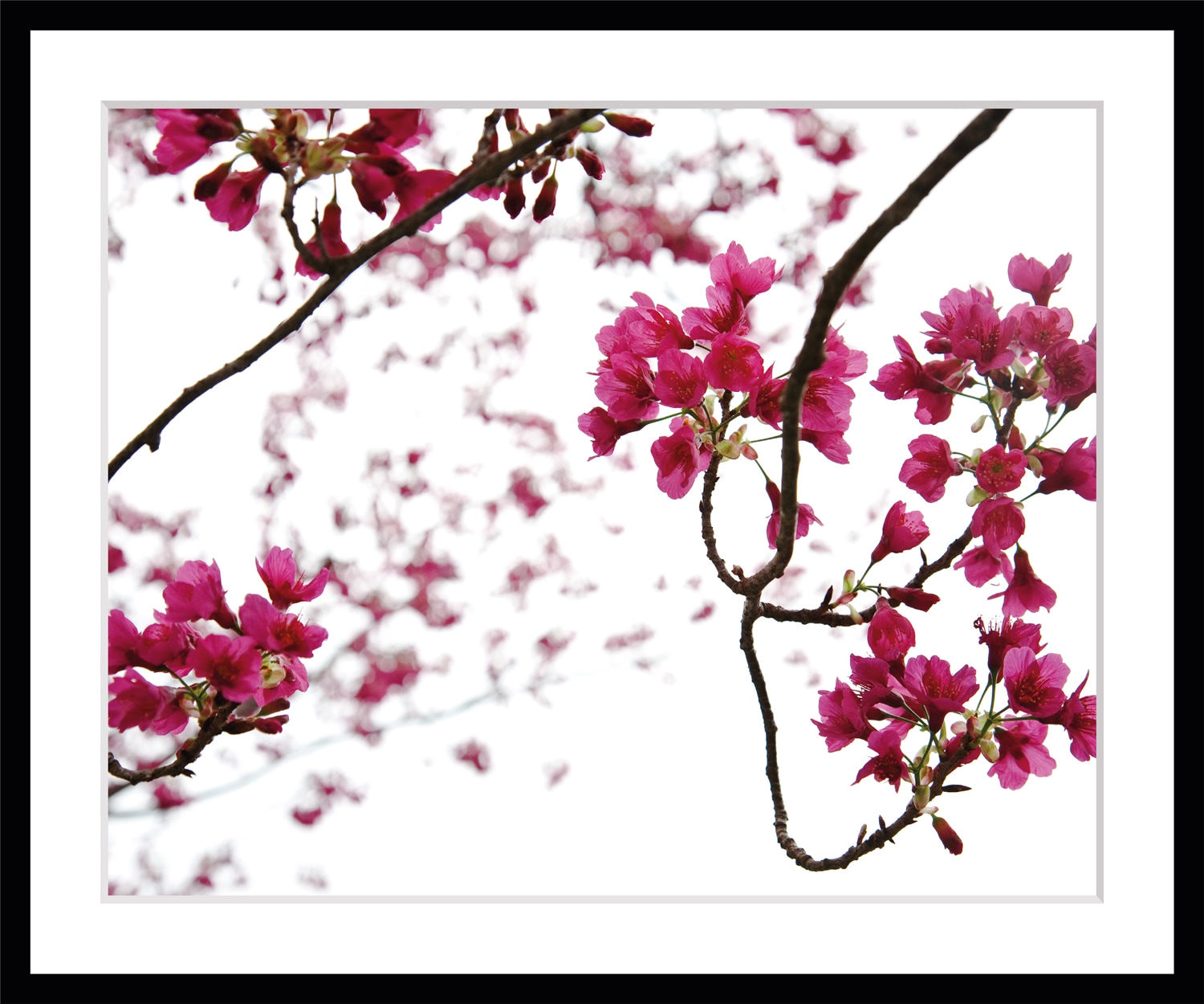 queence Bild »Roxanne«, Blumen, Rosen, gerahmt queence Bild »Roxanne«, Blumen, Rosen, gerahmt von queence