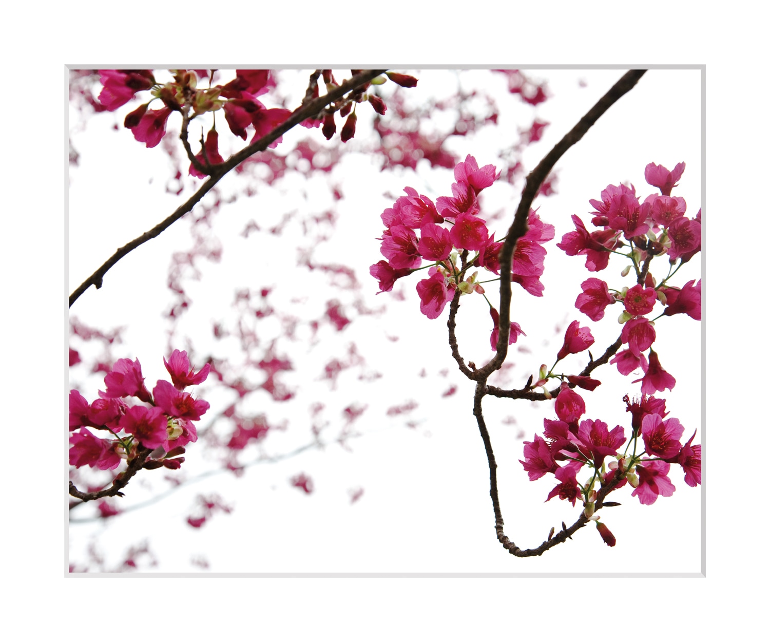 queence Bild »Roxanne«, Blumen, Rosen, gerahmt queence Bild »Roxanne«, Blumen, Rosen, gerahmt von queence