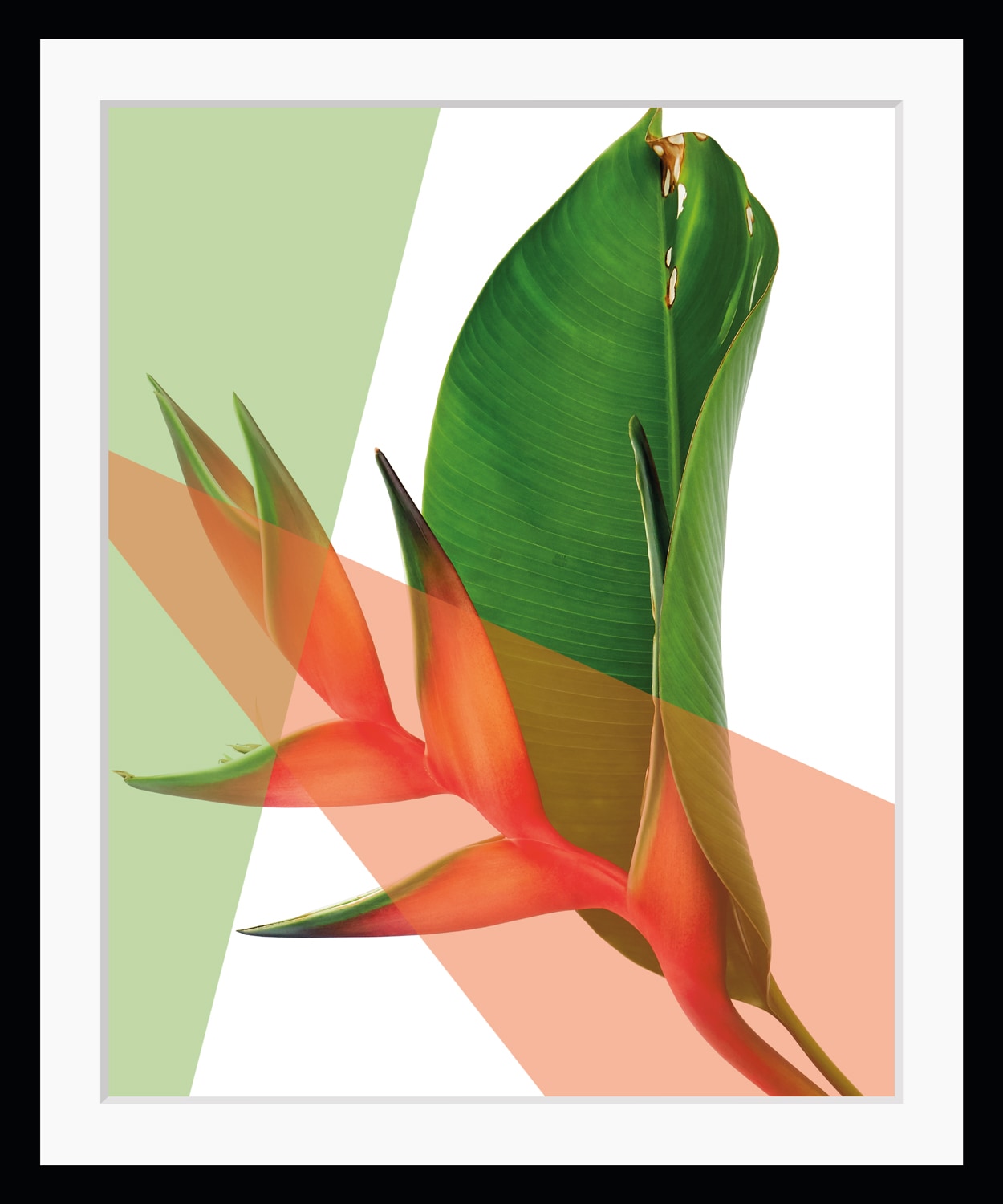 queence Bild »Sabine«, Blätter-Kunst-Pflanzen-Pflanzenbilder, HD Premium Poster-Druck inkl. Holzrahmen queence Bild »Sabine«, Blätter-Kunst-Pflanzen-Pflanzenbilder, HD Premium Poster-Druck inkl. Holzrahmen von queence