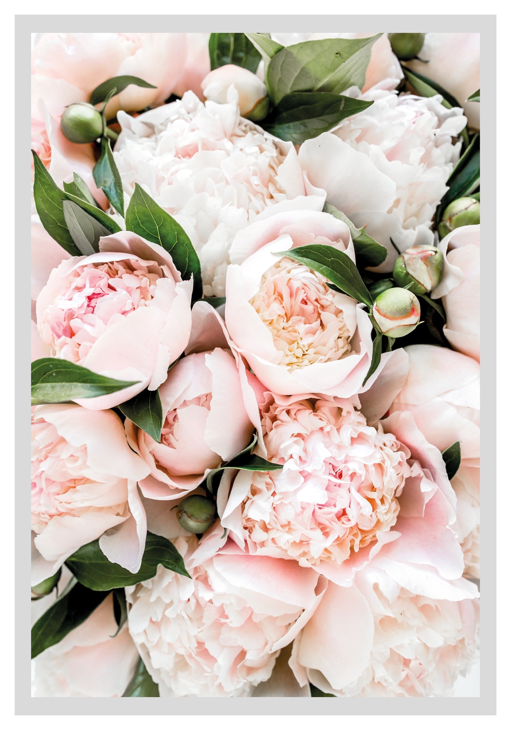 queence Bild »Stefanie«, Blumen, gerahmt, Rosen queence Bild »Stefanie«, Blumen, gerahmt, Rosen von queence