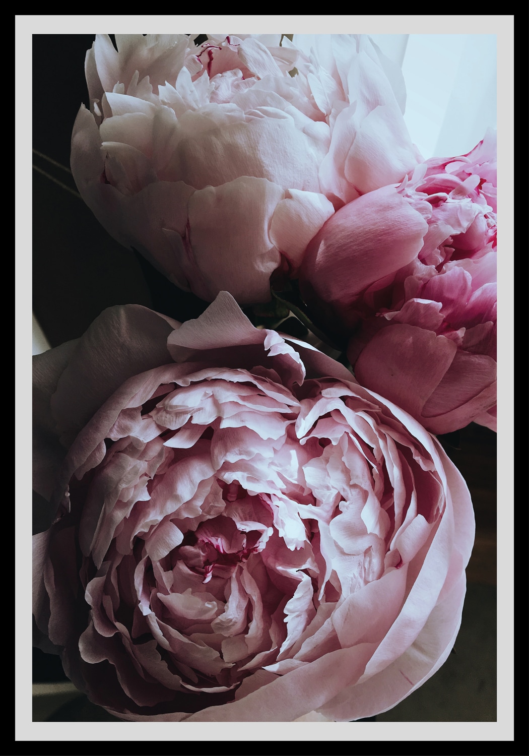 queence Bild »Ursula«, Blumen, Rosen, gerahmt queence Bild »Ursula«, Blumen, Rosen, gerahmt von queence