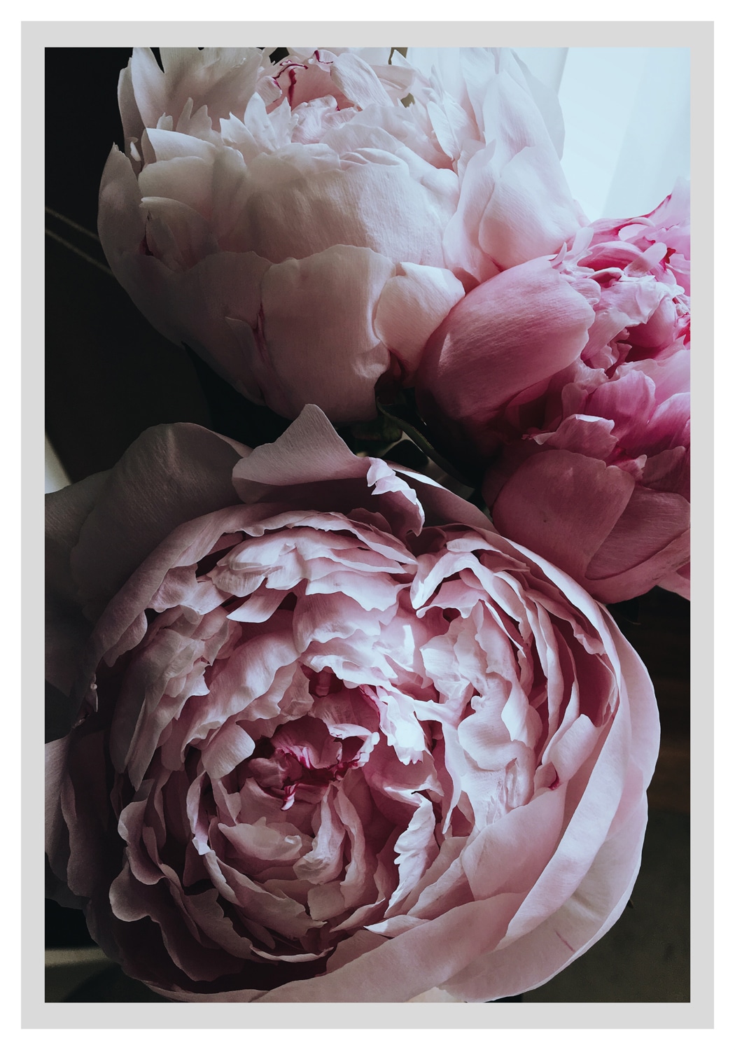 queence Bild »Ursula«, Blumen, Rosen, gerahmt von queence