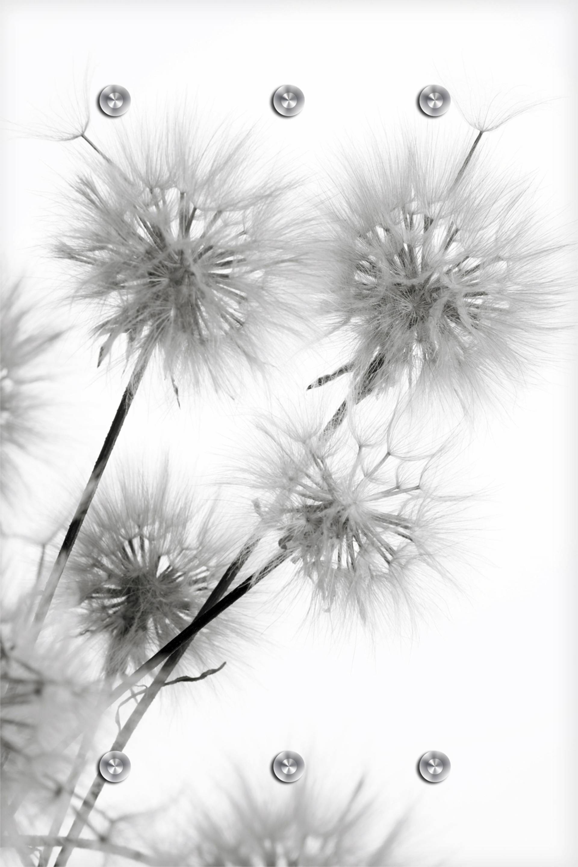 queence Garderobenleiste »Pusteblume« von queence