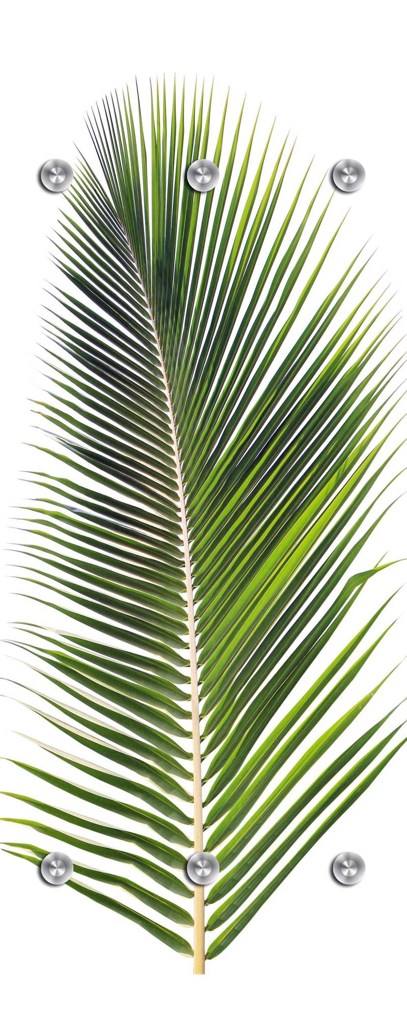 queence Garderobenleiste »Palme«, mit 6 Haken, 50 x 120 cm von queence