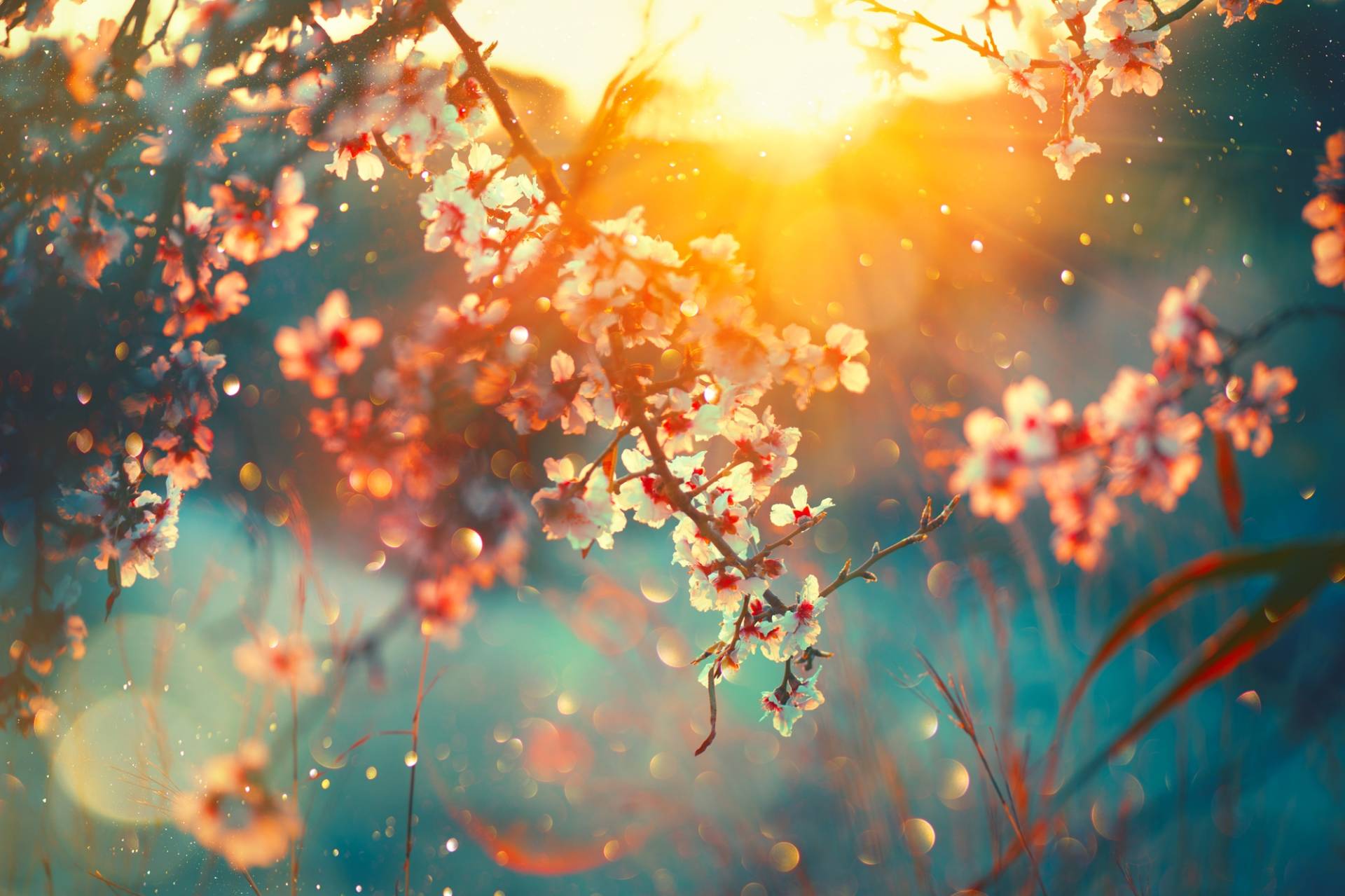 queence Leinwandbild »Cherry Blossom«, Blätter-Blätterbilder-Blumen-Blumenbilder-Bilder vom Sonnenuntergang & -aufgang, (1 St.), Akustikbild mit sehr guten Schallabsorptions-Eigenschaften von queence