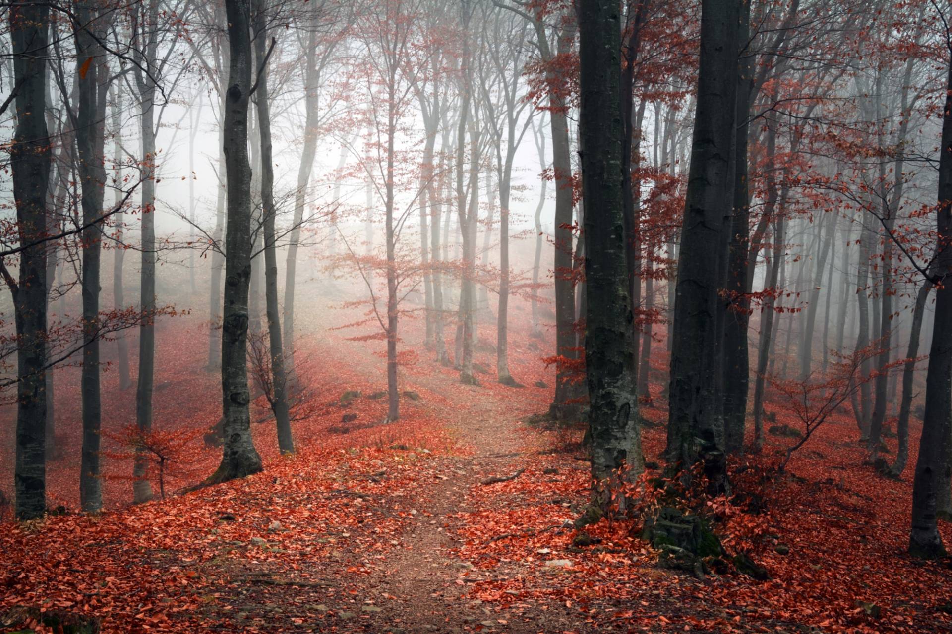 queence Leinwandbild »Herbstwald«, Bäume-Baumbilder, (1 St.), Akustikbild mit sehr guten Schallabsorptions-Eigenschaften von queence