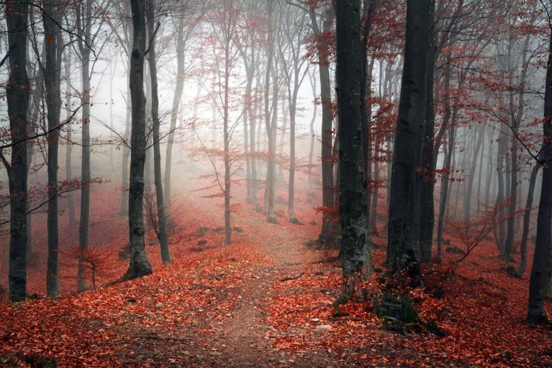 queence Leinwandbild »Herbstwald«, Bäume-Baumbilder, (1 St.), Akustikbild mit sehr guten Schallabsorptions-Eigenschaften von queence