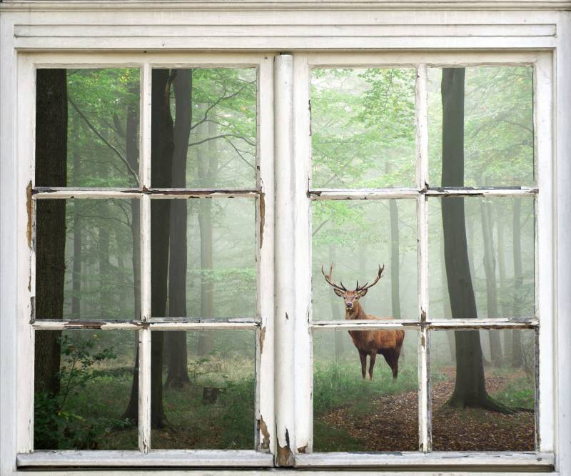 queence Wandsticker »Hirsch im Wald«, Wandsticker, Wandbild, selbstklebend, 3D, Fenster von queence